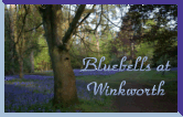 Bluebells at Winkworth Arboretum
