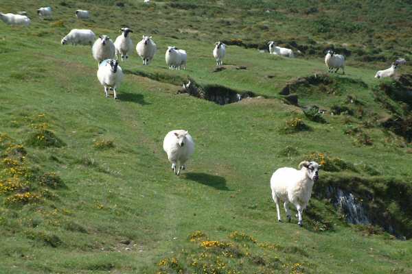 West Cork - Dursey Island