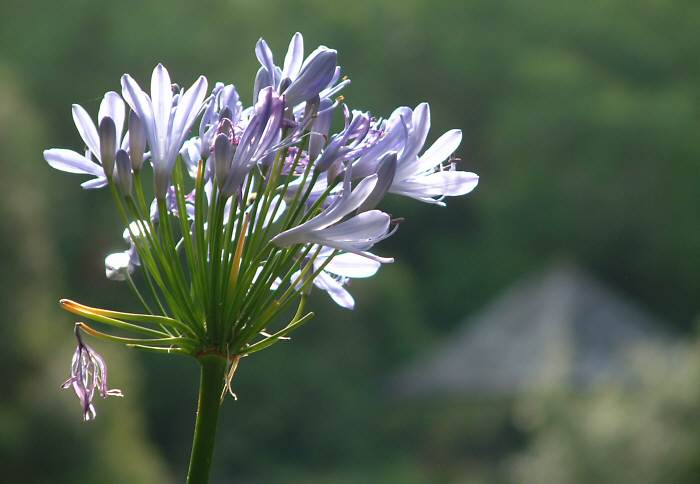 Garnish Island - Ilnacullin, Bantry Bay near Glangarriff