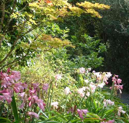 Garnish Island - Ilnacullin, Bantry Bay near Glangarriff