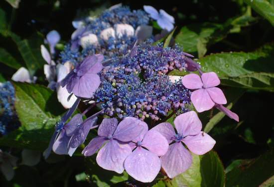 Garnish Island - Ilnacullin, Bantry Bay near Glangarriff