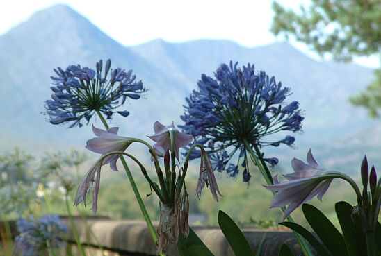 Garnish Island - Ilnacullin, Bantry Bay near Glangarriff