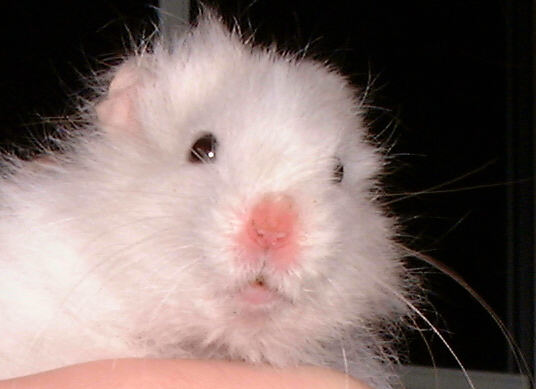 Ratty the hamster, photographed on 21st October 1999