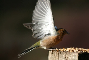 feeding bird in flight photograph dave parker