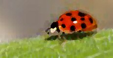 ladybird