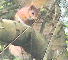 red squirrel from robin hill isle of wight