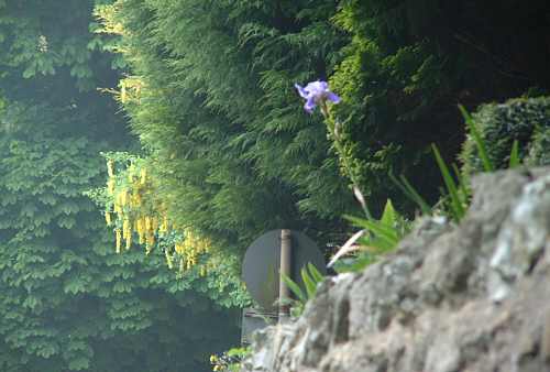 Bonchurch, Isle of Wight