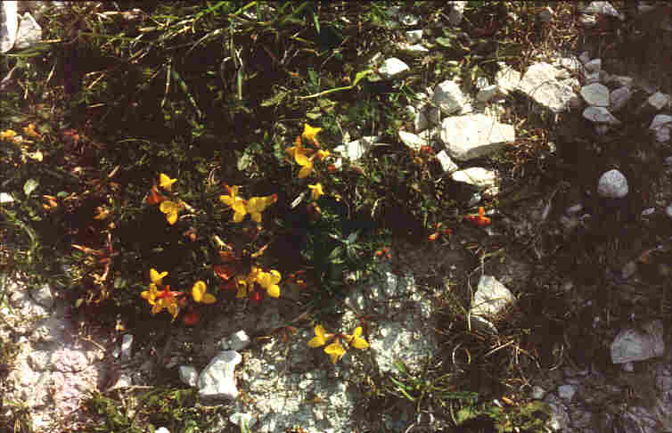 Photo of plants growing on cliff