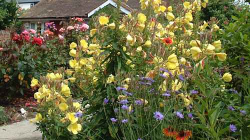 Picture of Godshill village, Isle of Wight