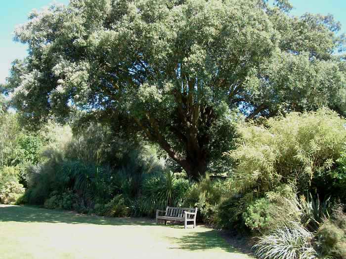 Ventnor Botanic Garden