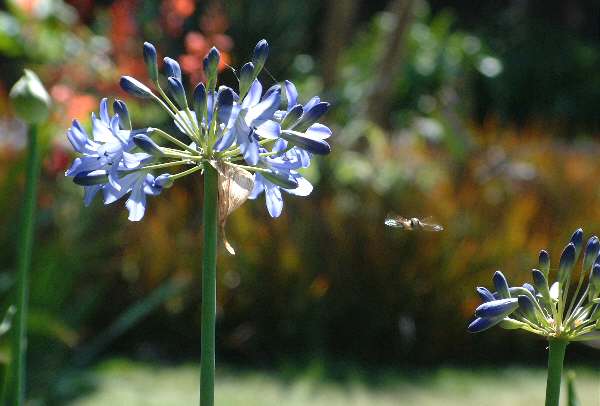 Ventnor Botanic Garden