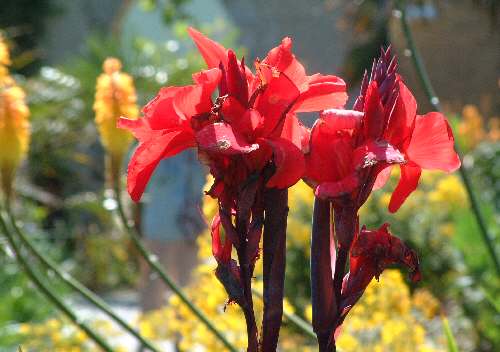 Ventnor Botanic Garden