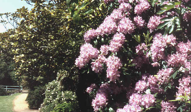 Ventnor Botanic Garden