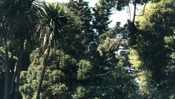 Ventnor Botanic Garden