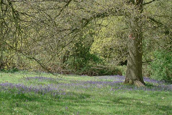 Mount Pleasant Woods