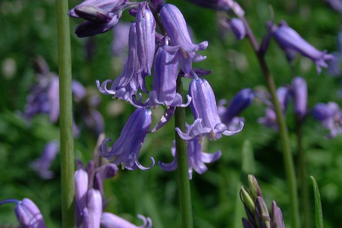 Bluebells