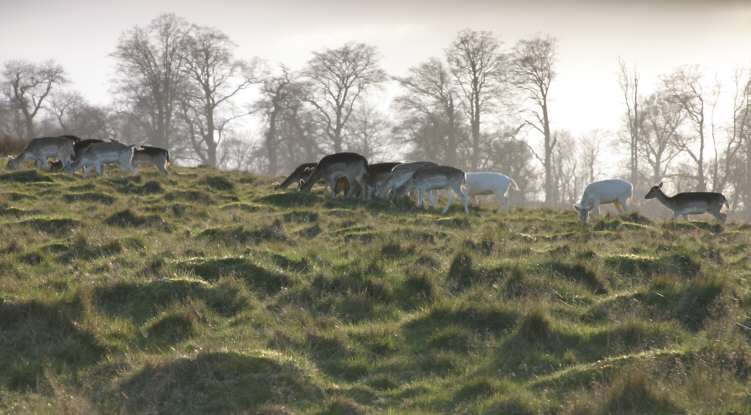 Petworth Park