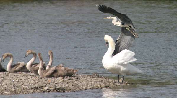 Heron, swans any cygnets