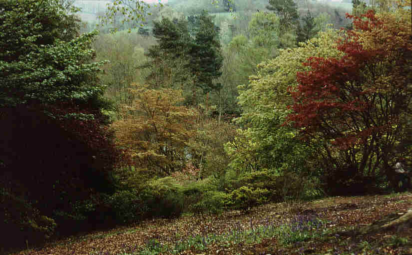 Bluebells and colour