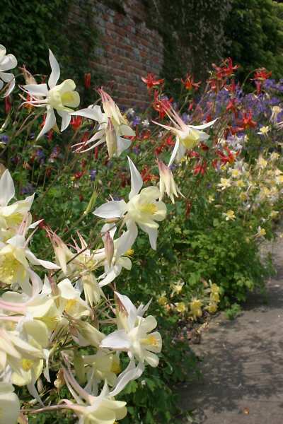 Flowers at Sissinghurst