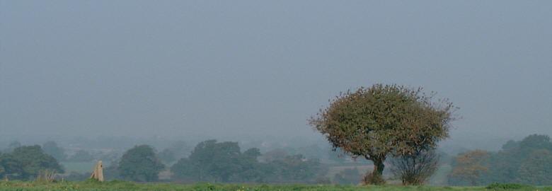 tree in the mist