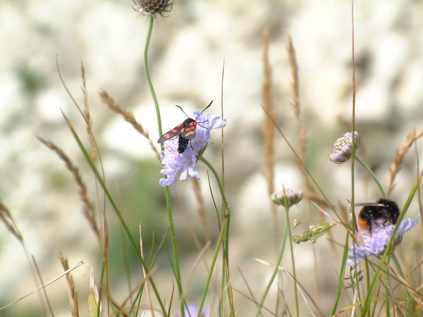 Insects on the grass