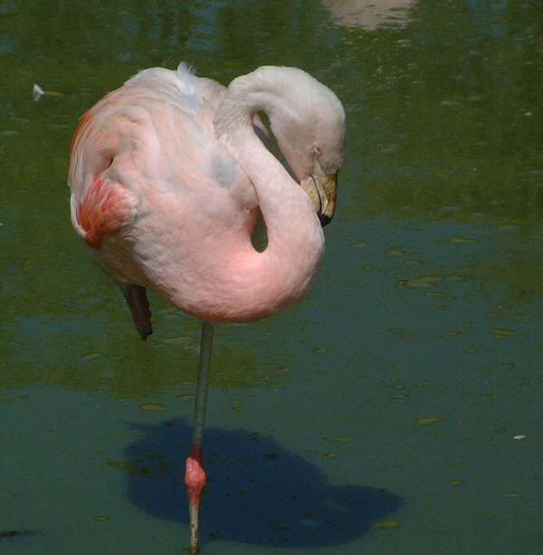 Flamingo