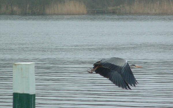 Heron, Norfolk Broads