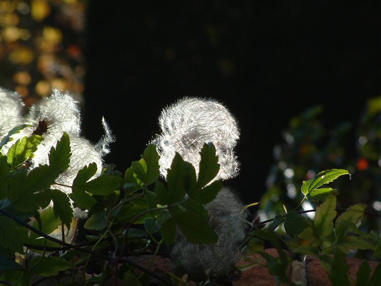 Forecourt at Sissinghurst