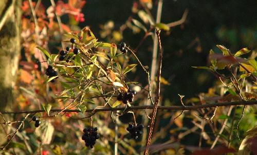 Autumn in Sissinghurst