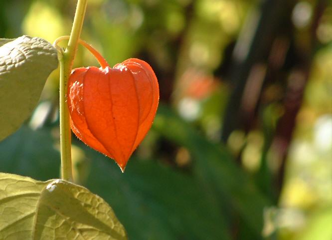 Cottage Garden in Autumn