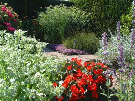 Herb garden in June