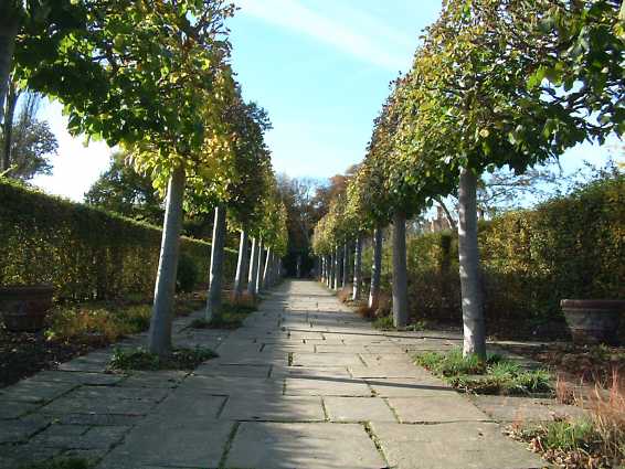 Lime walk in Autumn