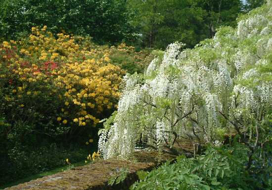 moat walk and Azalea Bank
