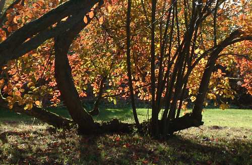 The Orchard in Autumn