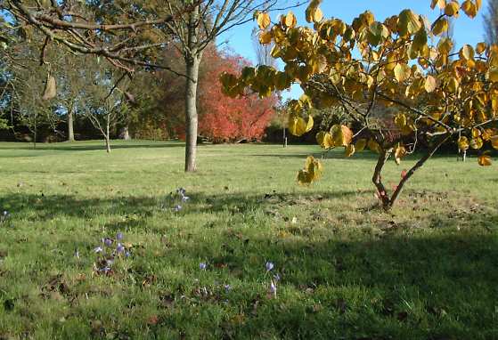 The Orchard in Autumn