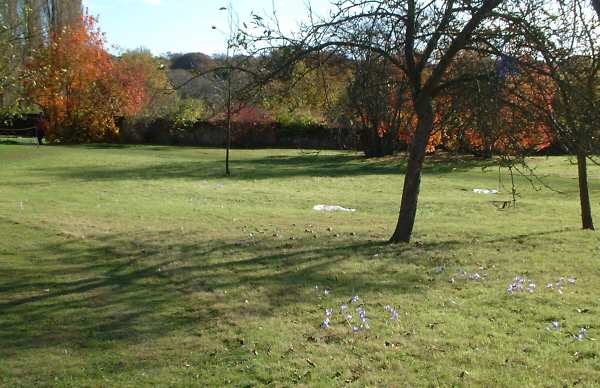 The Orchard in Autumn