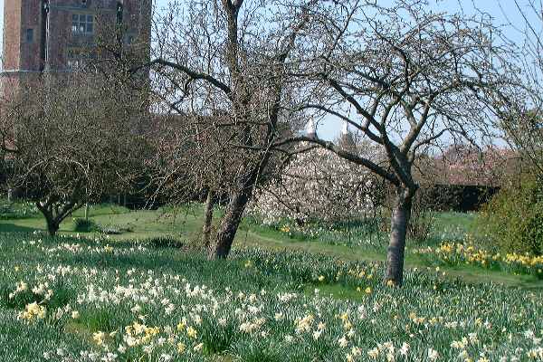 orchard in Spring