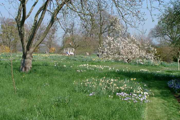 orchard in Spring