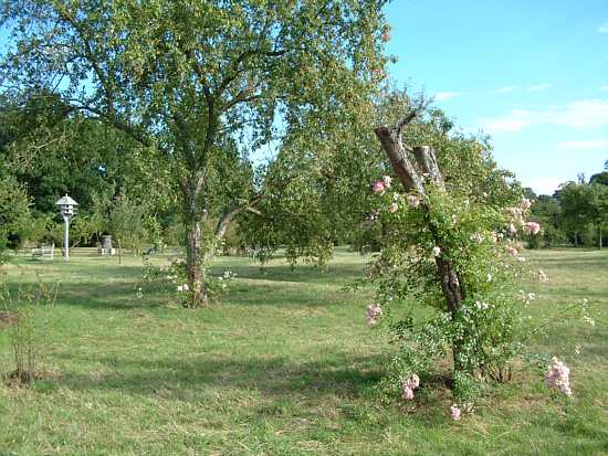 The Orchard in Spring