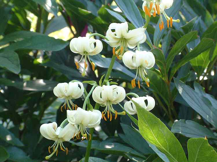 delos towards white garden