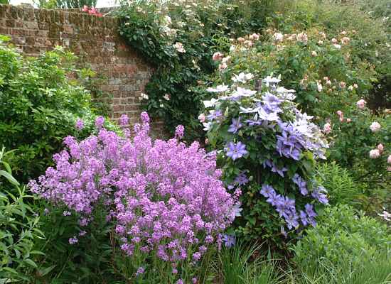purple border, tower lawn