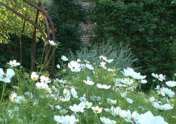 white garden in August