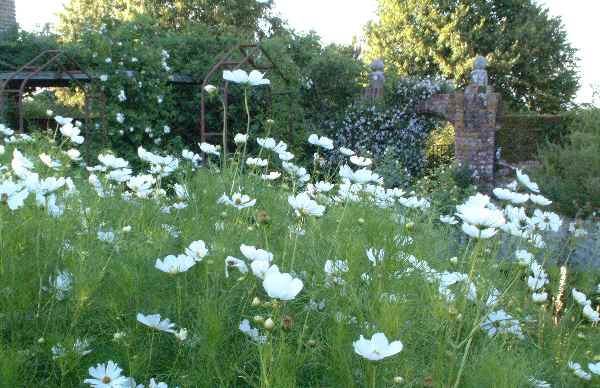 white garden in August