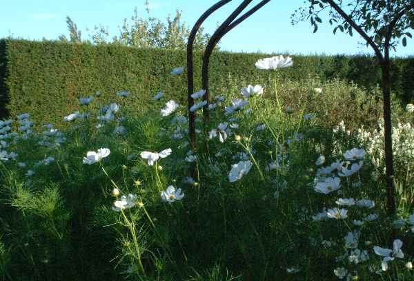 white garden in August