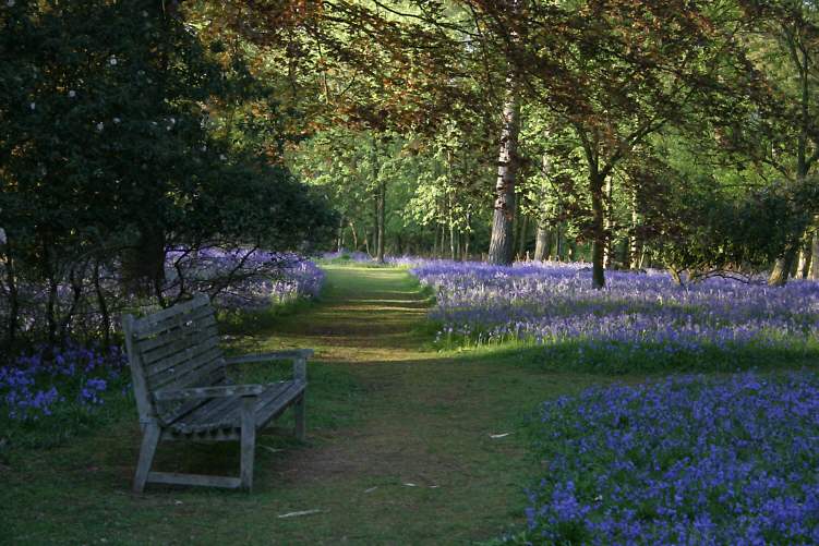 Winkworth Arboretum - gardens in spring