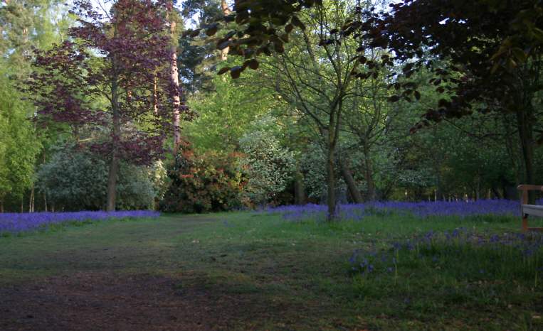 Winkworth Arboretum - gardens in spring