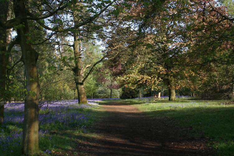 Winkworth Arboretum - gardens in spring