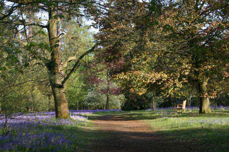 Winkworth Arboretum - gardens in spring
