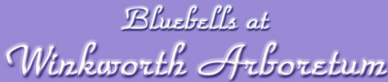 Bluebells at Winkworth Arboretum